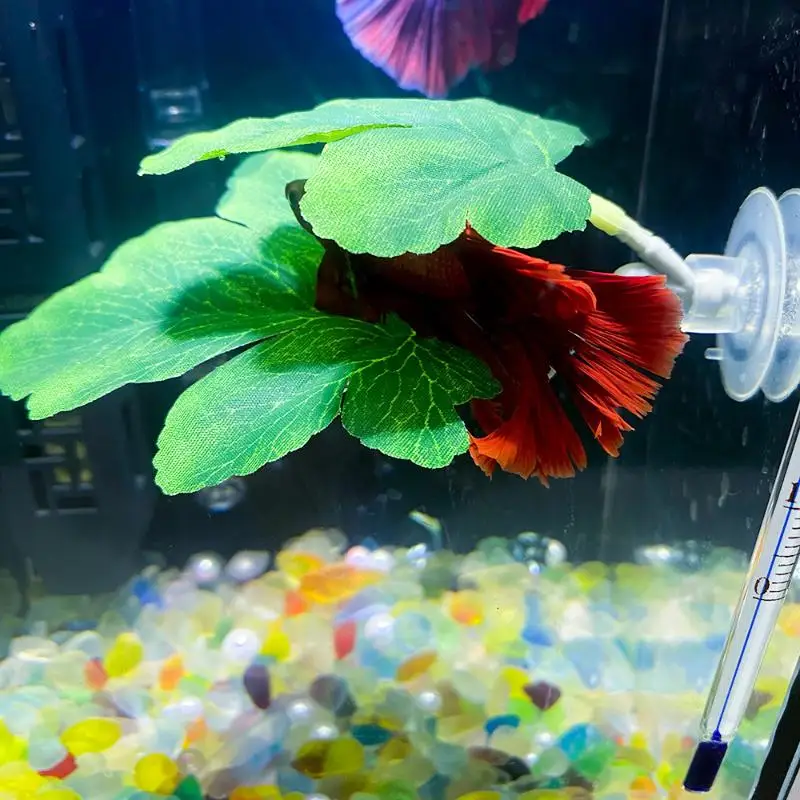 Betta Fish Leaf Hammock Aquari - Aquarium Fish Betta ulasan dan harga